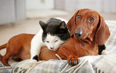 Чому захист від паразитів такий важливий